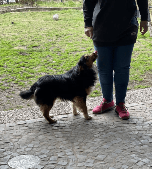 2025 03 14 13 45 45 luigi ❤️ ein hund zum verlieben! in nordrhein westfalen herten mischlinge un