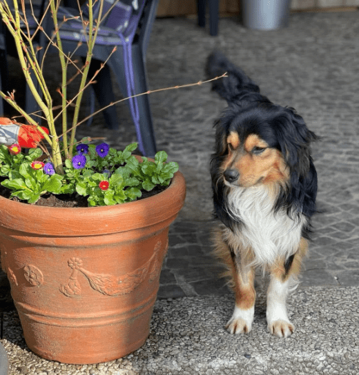 2025 03 14 13 45 49 luigi ❤️ ein hund zum verlieben! in nordrhein westfalen herten mischlinge un