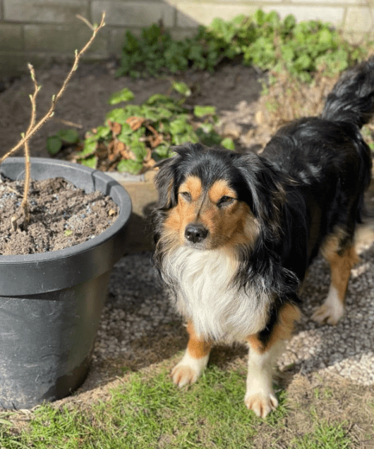 2025 03 14 13 45 54 luigi ❤️ ein hund zum verlieben! in nordrhein westfalen herten mischlinge un