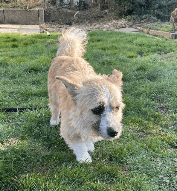 2025 03 14 14 00 38 zauberhafte qwen ♥️ sucht kuschelplatz in nordrhein westfalen herten mischli