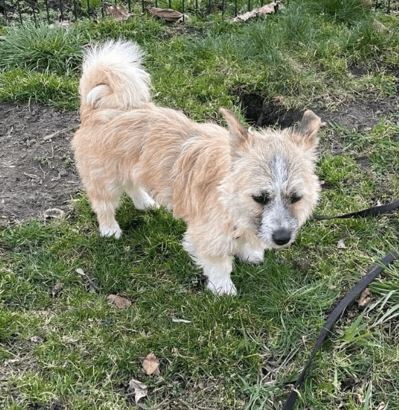 2025 03 14 14 00 42 zauberhafte qwen ♥️ sucht kuschelplatz in nordrhein westfalen herten mischli