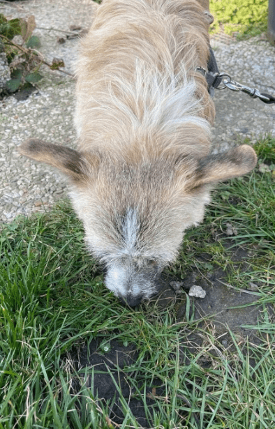 2025 03 14 14 00 46 zauberhafte qwen ♥️ sucht kuschelplatz in nordrhein westfalen herten mischli