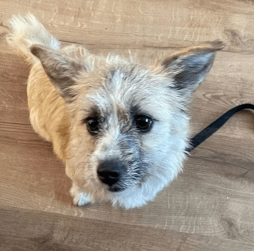 2025 03 14 14 00 51 zauberhafte qwen ♥️ sucht kuschelplatz in nordrhein westfalen herten mischli