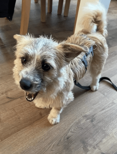 2025 03 14 14 00 56 zauberhafte qwen ♥️ sucht kuschelplatz in nordrhein westfalen herten mischli