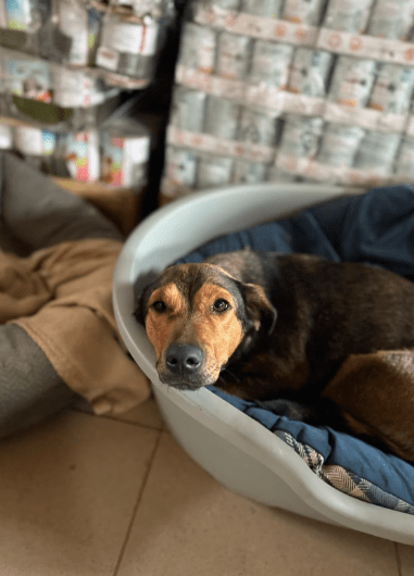 2025 04 06 09 36 22 yanni ❤️ traumhündin sucht ihr großes glück in niedersachsen wedemark mischl