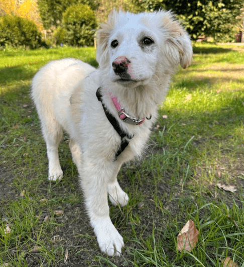 2025 04 06 09 38 13 süßkeks maxim ❤️ sucht seine menschen! in niedersachsen wedemark mischlinge
