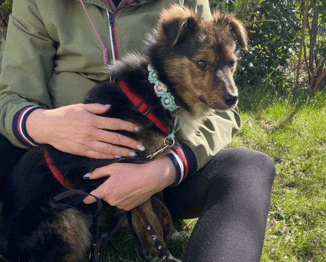 2025 04 09 20 35 07 sanfte jazzie ❤️ sucht ihren für immer menschen in niedersachsen stuhr misch