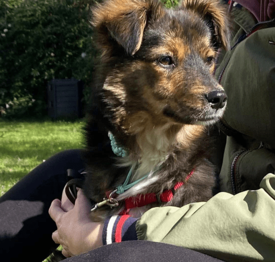 2025 04 09 20 35 11 sanfte jazzie ❤️ sucht ihren für immer menschen in niedersachsen stuhr misch