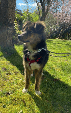 2025 04 09 20 35 22 sanfte jazzie ❤️ sucht ihren für immer menschen in niedersachsen stuhr misch