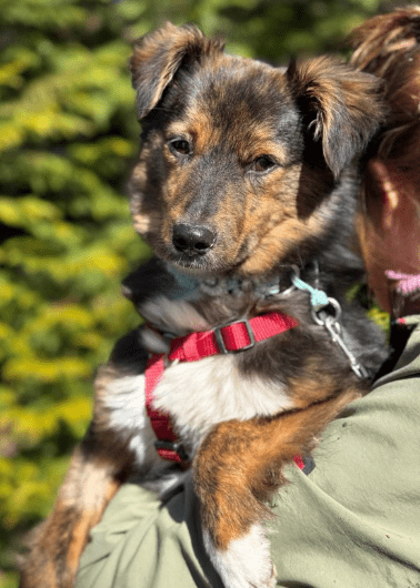 2025 04 09 20 35 25 sanfte jazzie ❤️ sucht ihren für immer menschen in niedersachsen stuhr misch
