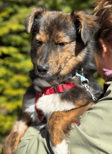 2025 04 09 20 35 44 sanfte jazzie ❤️ sucht ihren für immer menschen in niedersachsen stuhr misch