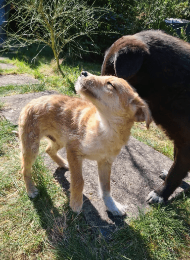 2025 04 09 20 40 35 casio ♥️ – dein neuer bester freund! in niedersachsen buchholz (aller) misch