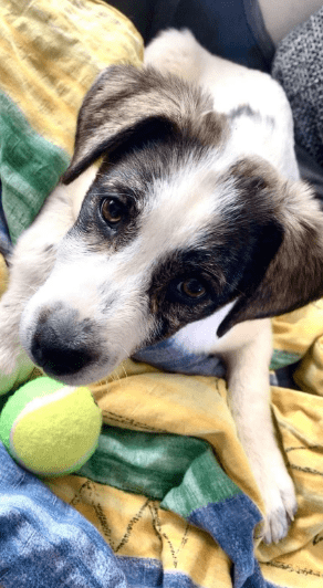 2025 04 09 20 54 28 hier kommt phoebe ❤️ gute laune vorprogrammiert in bayern saulgrub mischling