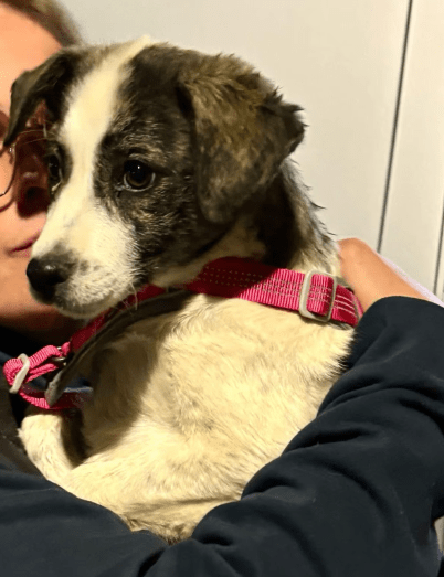 2025 04 09 20 54 33 hier kommt phoebe ❤️ gute laune vorprogrammiert in bayern saulgrub mischling