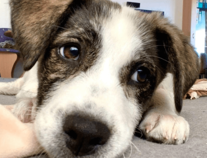 2025 04 09 20 54 37 hier kommt phoebe ❤️ gute laune vorprogrammiert in bayern saulgrub mischling