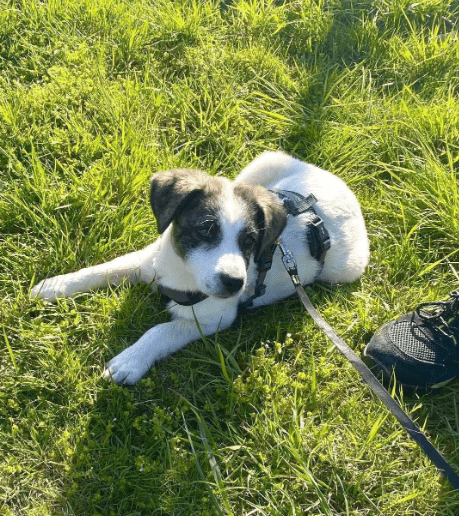 2025 04 09 20 54 46 hier kommt phoebe ❤️ gute laune vorprogrammiert in bayern saulgrub mischling