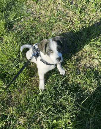 2025 04 09 20 54 50 hier kommt phoebe ❤️ gute laune vorprogrammiert in bayern saulgrub mischling