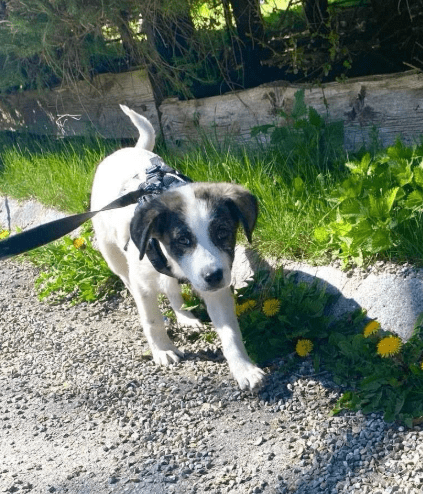 2025 04 09 20 54 54 hier kommt phoebe ❤️ gute laune vorprogrammiert in bayern saulgrub mischling