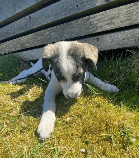 2025 04 09 20 54 58 hier kommt phoebe ❤️ gute laune vorprogrammiert in bayern saulgrub mischling
