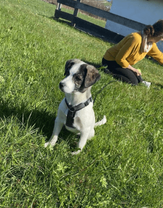 2025 04 09 20 55 02 hier kommt phoebe ❤️ gute laune vorprogrammiert in bayern saulgrub mischling