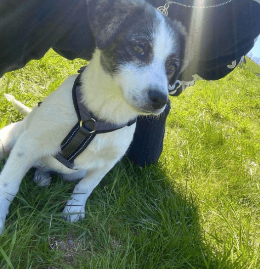 2025 04 09 20 55 06 hier kommt phoebe ❤️ gute laune vorprogrammiert in bayern saulgrub mischling