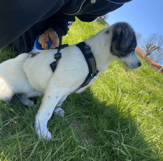 2025 04 09 20 55 14 hier kommt phoebe ❤️ gute laune vorprogrammiert in bayern saulgrub mischling