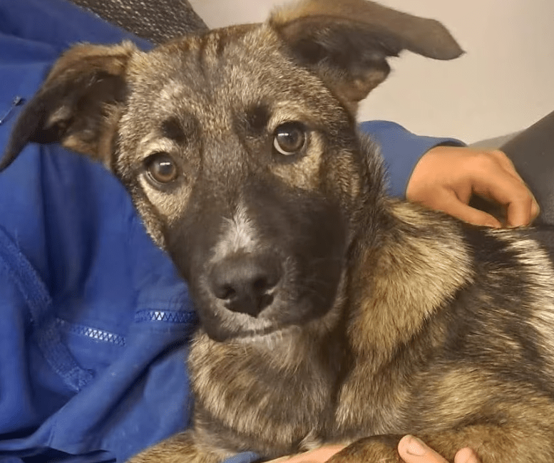 2025 05 05 19 13 13 draco ❤️ein treuer freund, der nur auf euch wartet in niedersachsen nienburg (