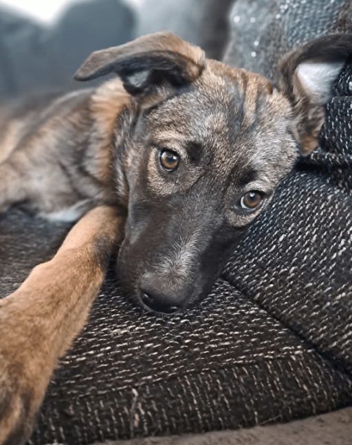 2025 05 05 19 13 17 draco ❤️ein treuer freund, der nur auf euch wartet in niedersachsen nienburg (