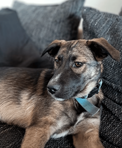 2025 05 05 19 13 20 draco ❤️ein treuer freund, der nur auf euch wartet in niedersachsen nienburg (