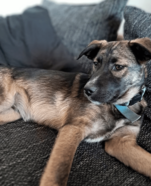 2025 05 05 19 13 24 draco ❤️ein treuer freund, der nur auf euch wartet in niedersachsen nienburg (