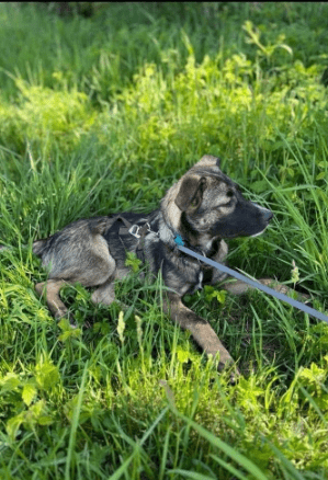 2025 05 05 19 13 28 draco ❤️ein treuer freund, der nur auf euch wartet in niedersachsen nienburg (