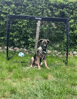 2025 05 05 19 13 32 draco ❤️ein treuer freund, der nur auf euch wartet in niedersachsen nienburg (