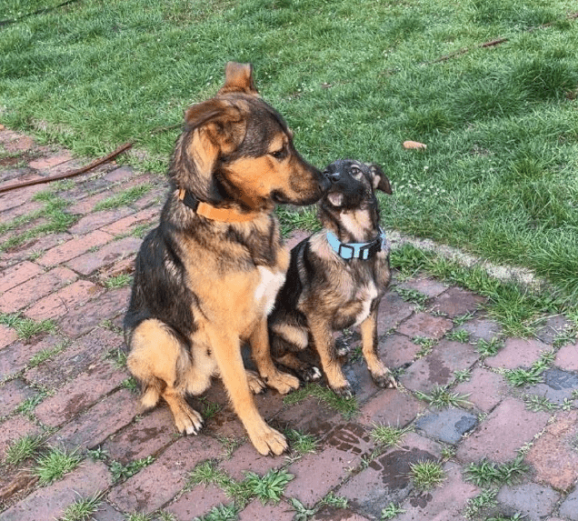 2025 05 05 19 13 37 draco ❤️ein treuer freund, der nur auf euch wartet in niedersachsen nienburg (
