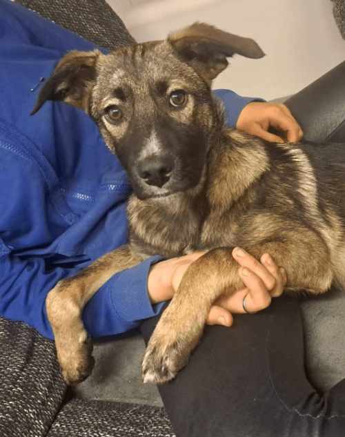 2025 05 05 19 13 42 draco ❤️ein treuer freund, der nur auf euch wartet in niedersachsen nienburg (