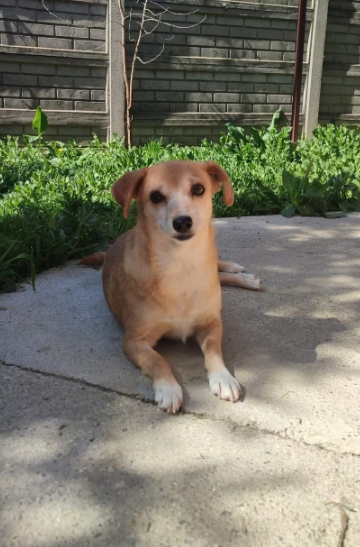 2025 05 16 11 40 11 prinzessin rosalie ❤️ sucht ihr zuhause in niedersachsen martfeld mischlinge
