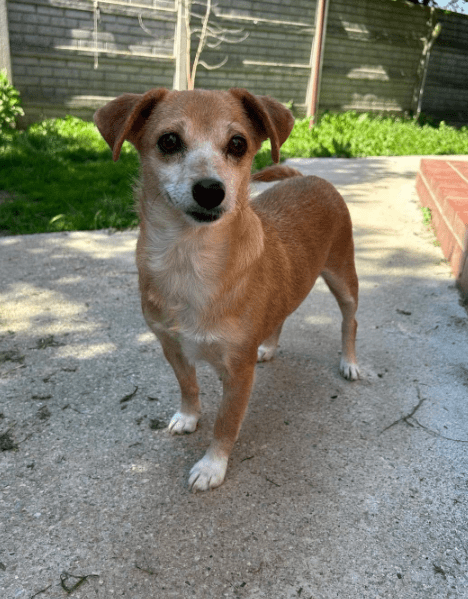 2025 05 16 11 40 21 prinzessin rosalie ❤️ sucht ihr zuhause in niedersachsen martfeld mischlinge