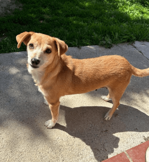 2025 05 16 11 40 50 prinzessin rosalie ❤️ sucht ihr zuhause in niedersachsen martfeld mischlinge