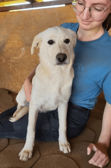 2025 05 19 10 13 56 sanfte seele diego ❤️ sucht sein glück! in niedersachsen celle mischlinge un