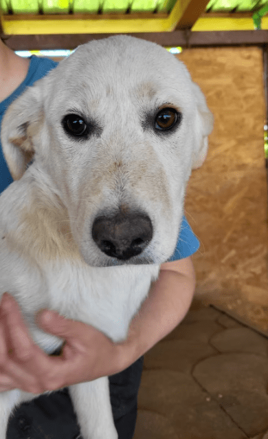 2025 05 19 10 14 01 sanfte seele diego ❤️ sucht sein glück! in niedersachsen celle mischlinge un