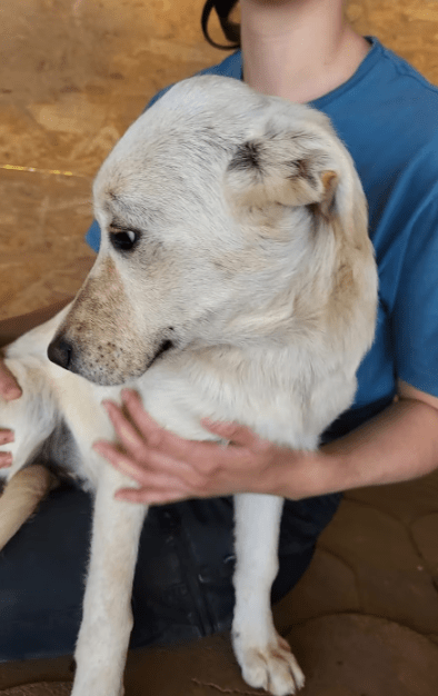2025 05 19 10 14 06 sanfte seele diego ❤️ sucht sein glück! in niedersachsen celle mischlinge un