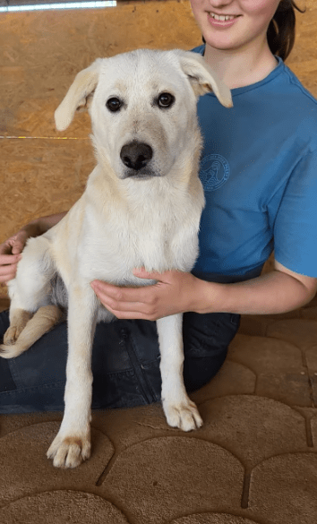 2025 05 19 10 14 10 sanfte seele diego ❤️ sucht sein glück! in niedersachsen celle mischlinge un