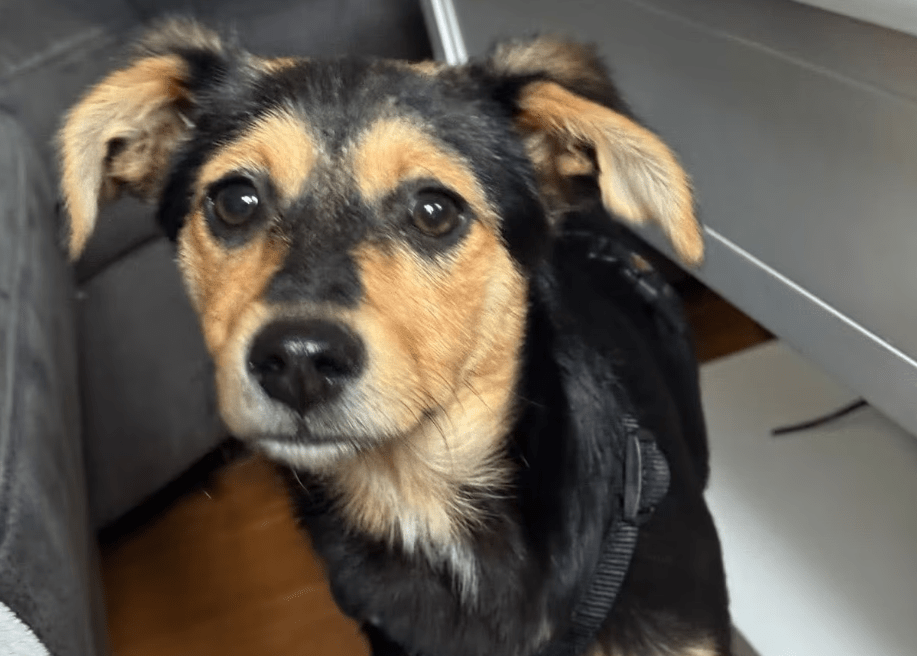 2025 05 19 10 20 46 zilla ❤️ zuckersüß und zauberhaft! in niedersachsen bad gandersheim mischlin