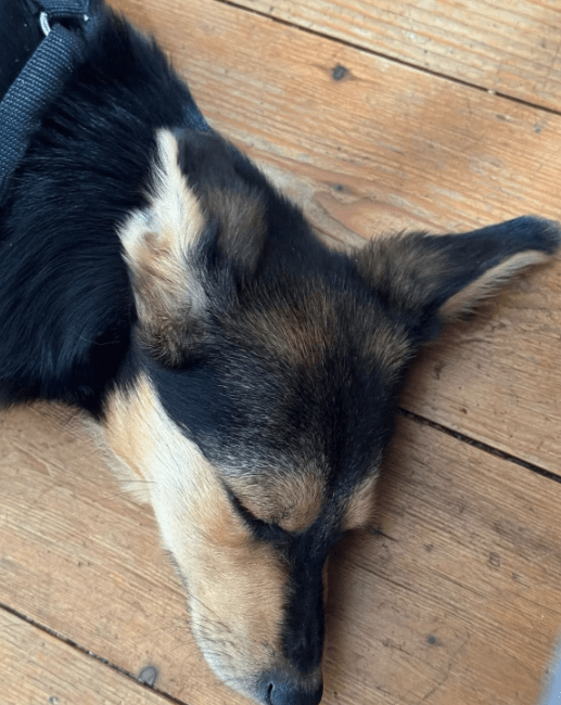 2025 05 19 10 20 51 zilla ❤️ zuckersüß und zauberhaft! in niedersachsen bad gandersheim mischlin