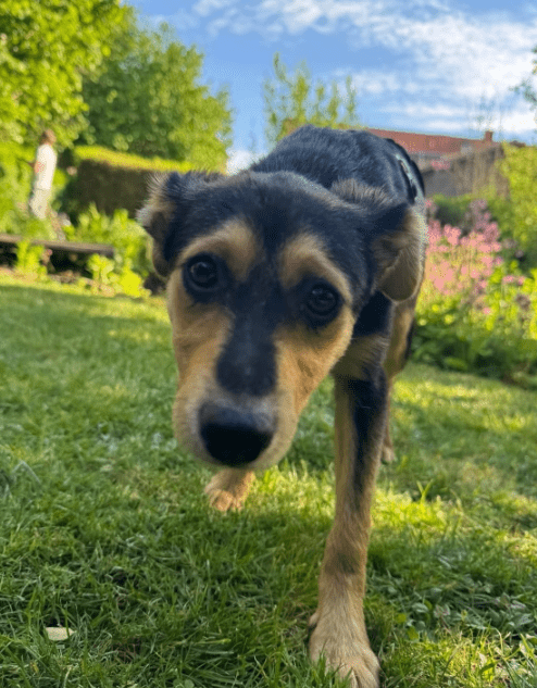 2025 05 19 10 20 55 zilla ❤️ zuckersüß und zauberhaft! in niedersachsen bad gandersheim mischlin