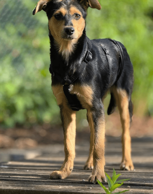 2025 05 19 10 21 06 zilla ❤️ zuckersüß und zauberhaft! in niedersachsen bad gandersheim mischlin