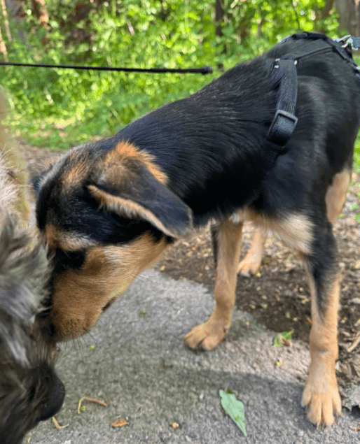 2025 05 19 10 21 17 zilla ❤️ zuckersüß und zauberhaft! in niedersachsen bad gandersheim mischlin
