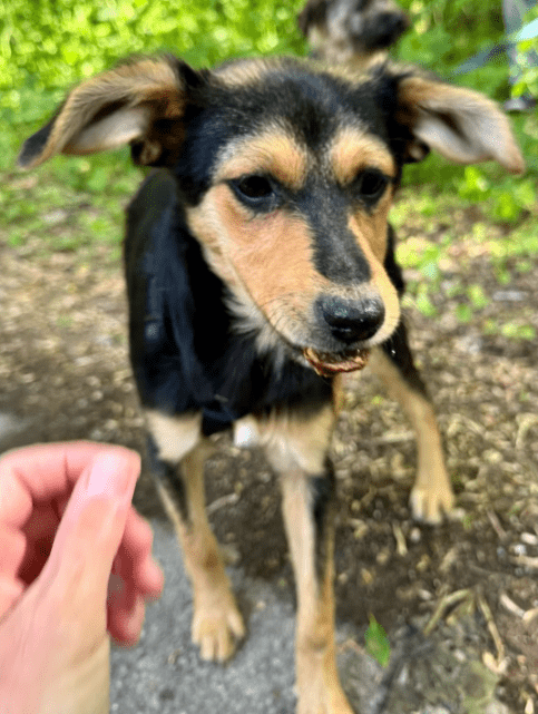 2025 05 19 10 21 21 zilla ❤️ zuckersüß und zauberhaft! in niedersachsen bad gandersheim mischlin