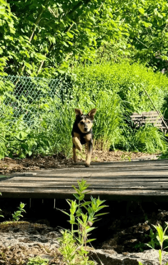 2025 05 19 10 21 28 zilla ❤️ zuckersüß und zauberhaft! in niedersachsen bad gandersheim mischlin