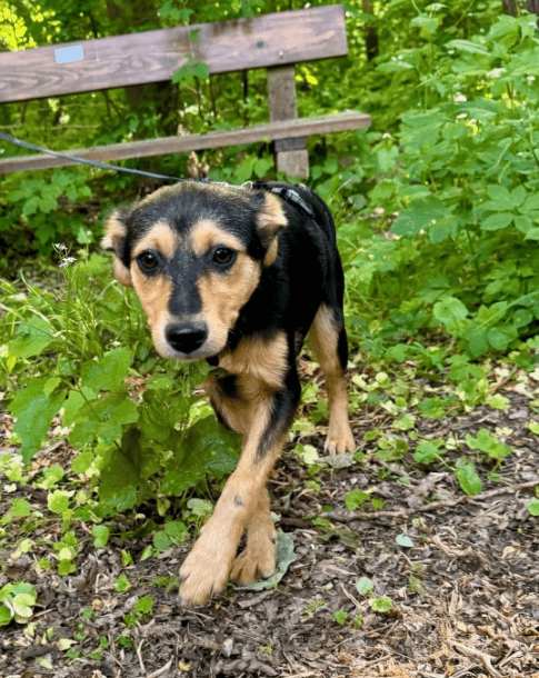 2025 05 19 10 21 32 zilla ❤️ zuckersüß und zauberhaft! in niedersachsen bad gandersheim mischlin