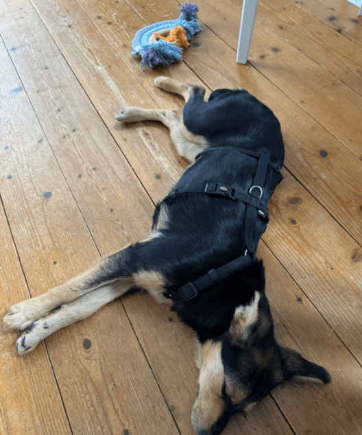 2025 05 19 10 21 38 zilla ❤️ zuckersüß und zauberhaft! in niedersachsen bad gandersheim mischlin